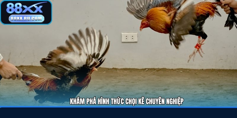 Khám phá hình thức chọi kê chuyên nghiệp